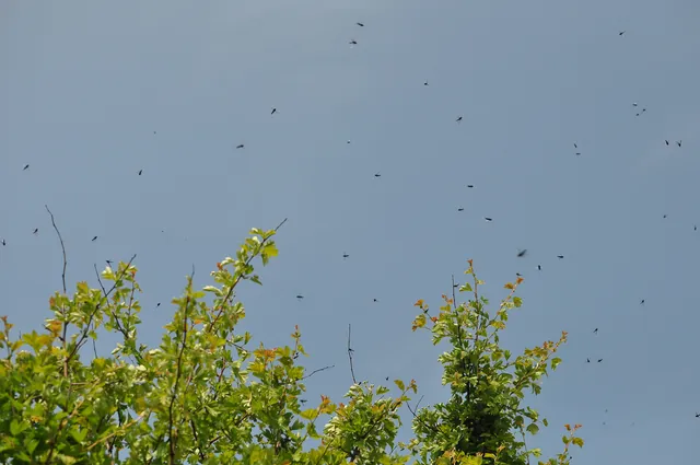 A lot of these chunky flies at this time of year. Not sure what they were