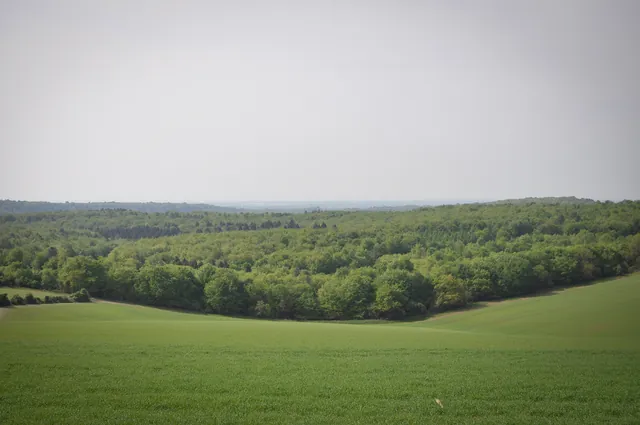 Vibrant British greenery