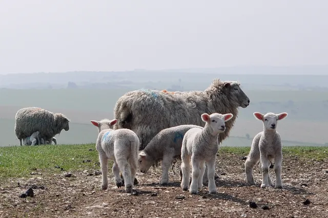Lambing season so lots of cute lambikins on or near the track