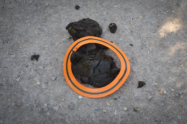 A "frisbee in poo" ... a photo that I could not resist!