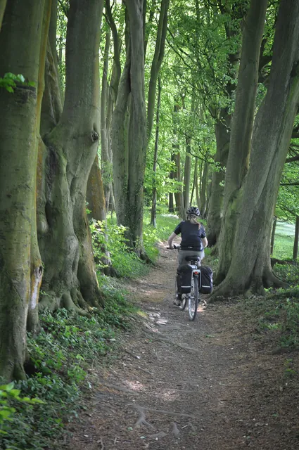 Cute woodland leading to Cheesefoot Head