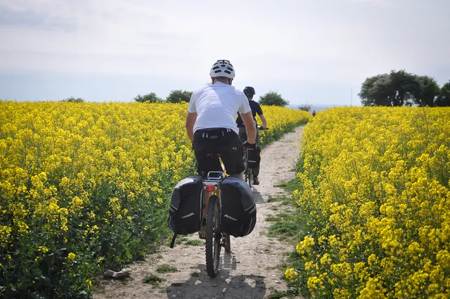 Great shot passing through one of the last of the rapeseed fields after Cheesefoot Head