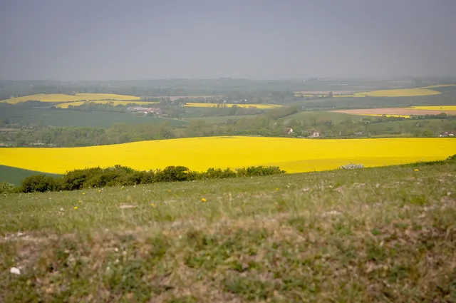 Perfect time of year to bike the track as the vivid rapeseed oil is out in bloom