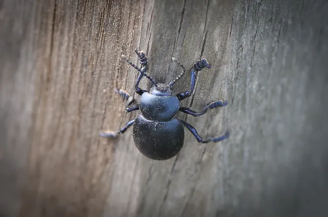 Unusual insect snapped en-route