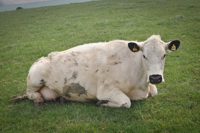 Cows just sit on or near the track paying little notice to passers-by
