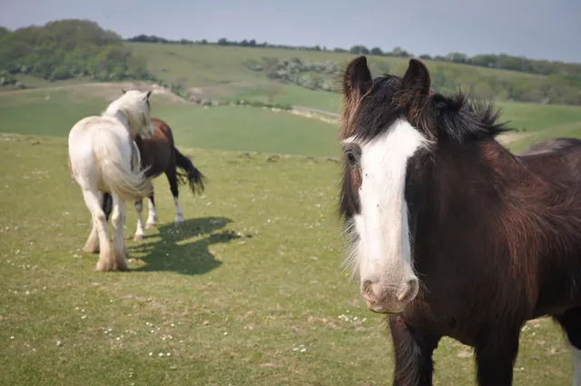 Why the long face?