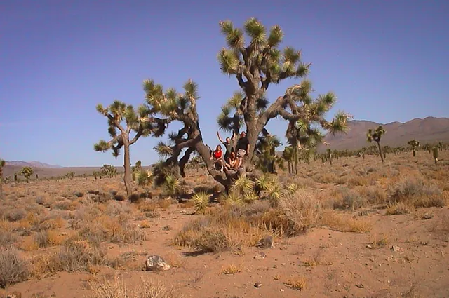 Joshua trees grow well at this altitude