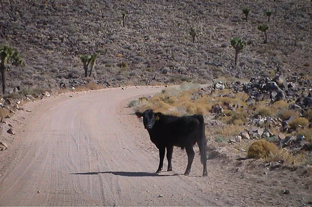 Death Valley — photograph 19