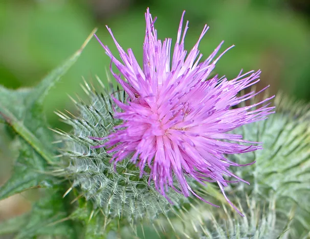 The iconic Scottish thistle