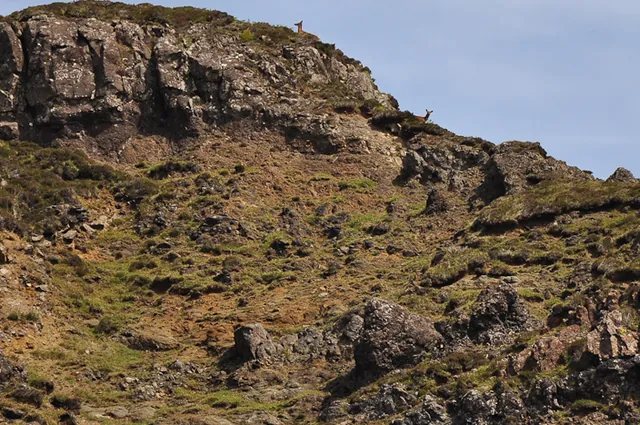 Two deer watching us nervously from up high. "I think you're safe up there bambi as we're feeling a bit lazy today!"