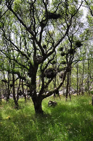 Unusual tree. Are these nests? Who can tell