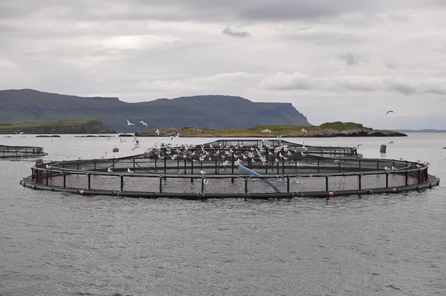Farmed salmon cages