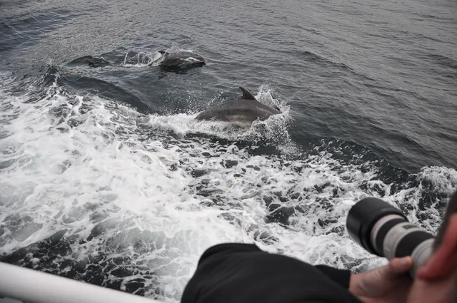 We had some dolphins playing in the wake on the way out ... great!