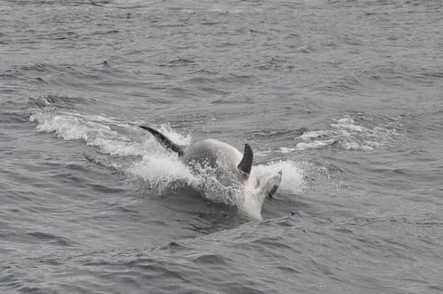Flipper pulling of a twizzle dive