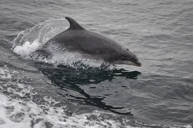 Dolphins rule