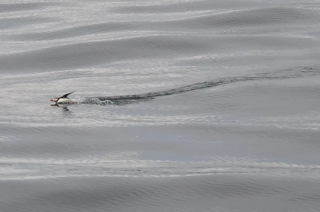 One of the few remaining puffins that are hanging around the breeding islands. Most have left for open sea by August