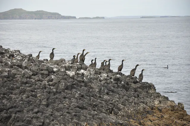 A bunch of shags hanging out on North Staffa