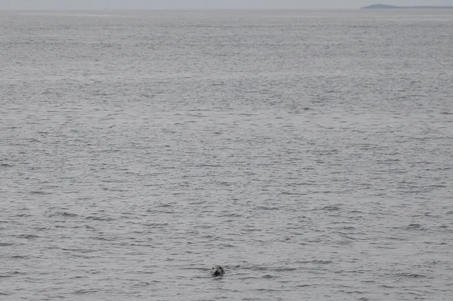 A grey seal pops his head up to see what we're doing