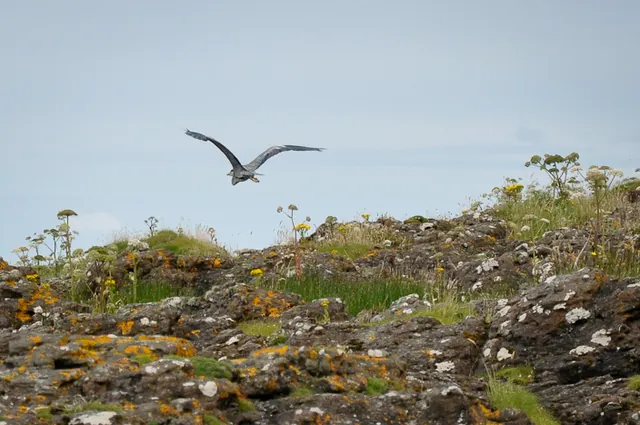 A heron takes flight as we land on Lunga