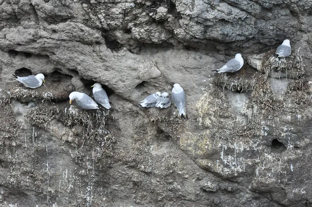 Kittiwakes clinging to the side of the rock