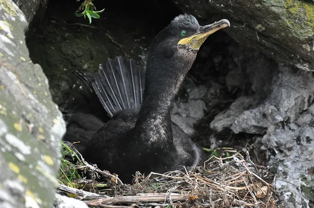 A nesting green shag was really not happy about me poking a lens in its face