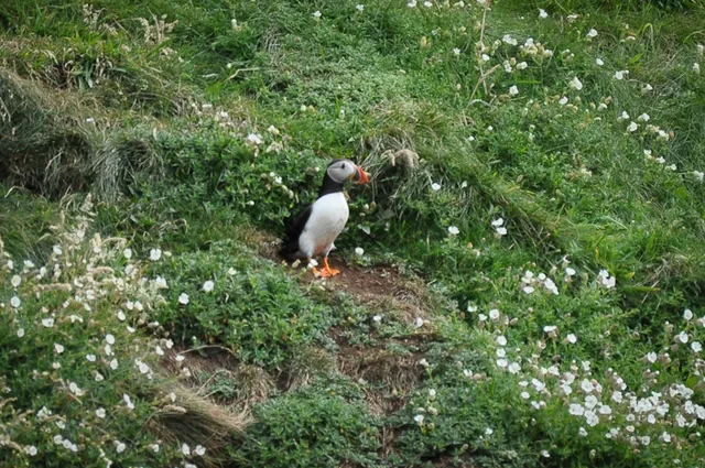 They make nests in the burrows on the hillside. Not sure if they make them over time or if they are old rabbit holes