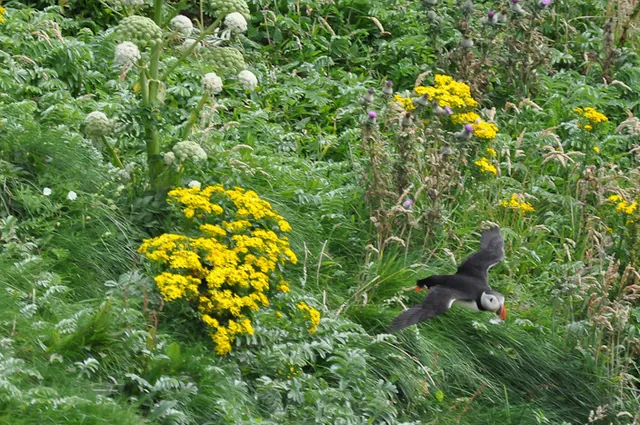 Isle of Mull — photograph 73
