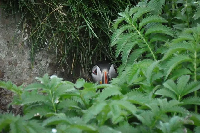 Peekaboo!