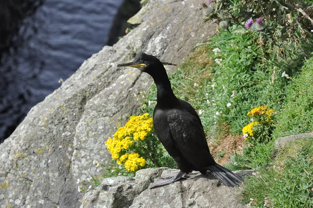 Isle of Mull — photograph 77