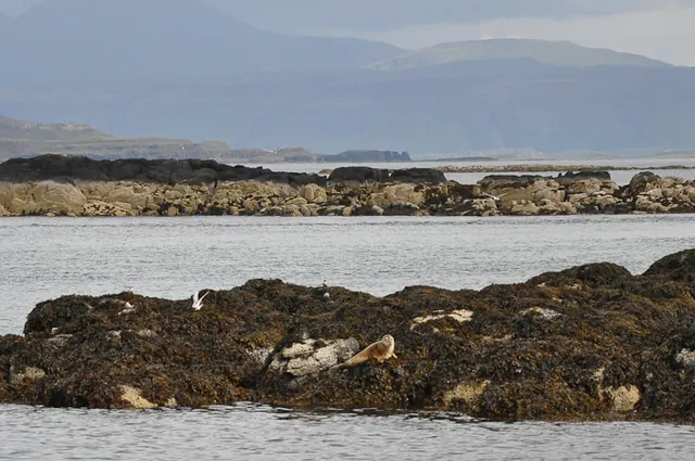 One of the smaller common seals out on the rocks