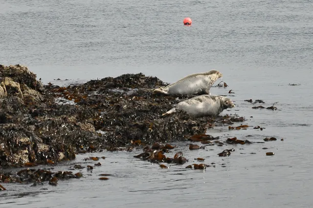 Isle of Mull — photograph 82
