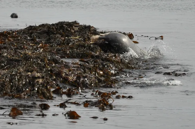 Isle of Mull — photograph 83