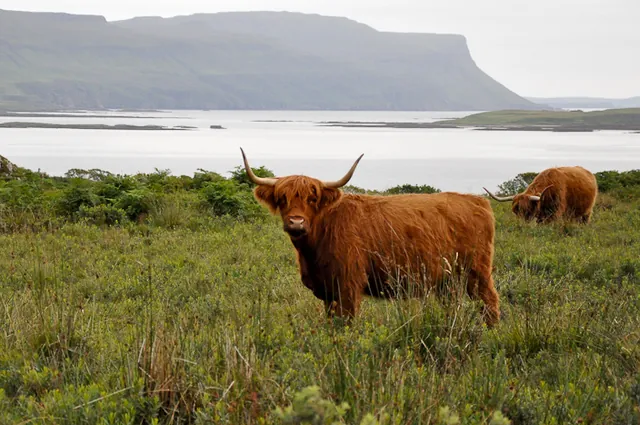 Had to bring the car to a screeching halt so we could get a pic of the "hairy coos"