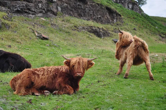 More hairy coos