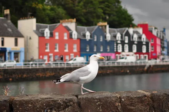 A ballsy seagull waiting for handouts near the fish and chip van