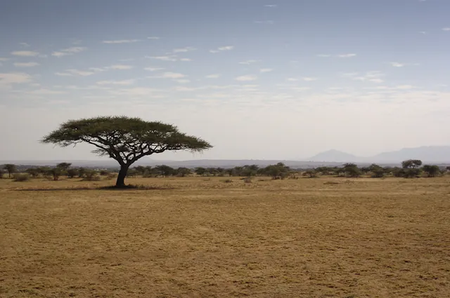 The iconic acacia tree poses beautifully for a Serengeti plains photo