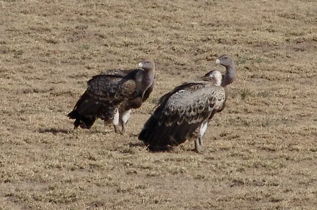Vultures skulking around for leftover kill