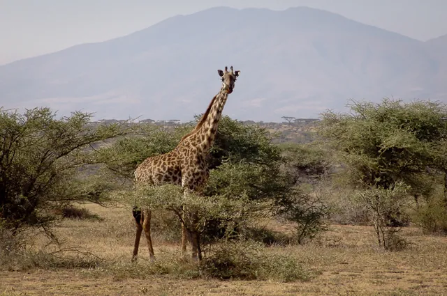 Giraffes wandering about ... not easy for them to hide I guess