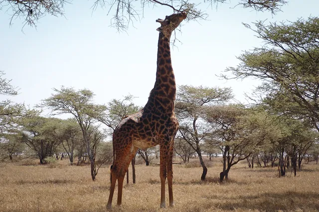 Serengeti — photograph 6