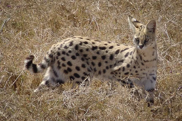 A twitchy serval