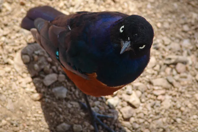 A strange little bird giving me some attitude