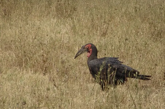Southern ground hornbill ... not the most attractive of birds