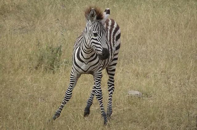 Serengeti — photograph 12