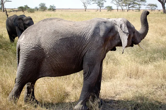 Elephants [BIG-5]