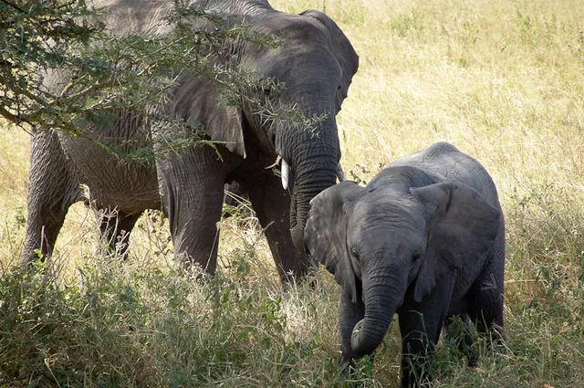 Serengeti — photograph 16