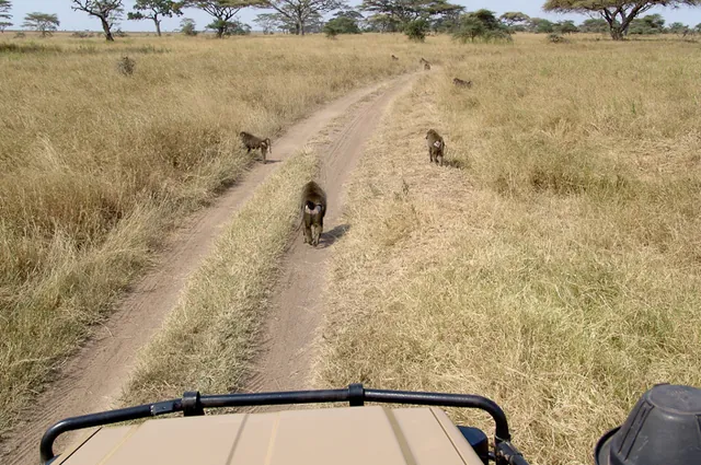 A pack of baboons on the track holding us up (well I say holding us up, but we were enjoying the distraction)
