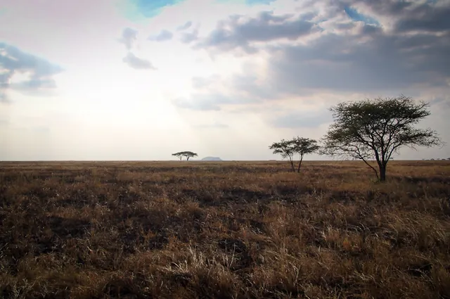 A great Serengeti plain shot ... we've got this hanging in our bedroom