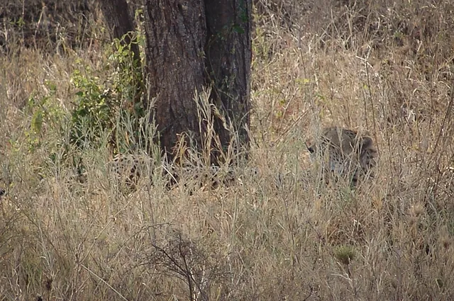 Serengeti — photograph 23