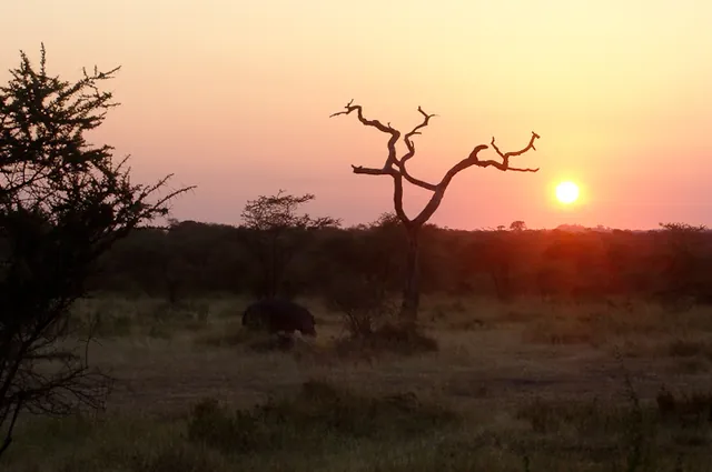 A hippo wandering home