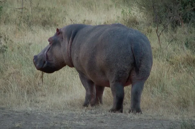 Serengeti — photograph 36